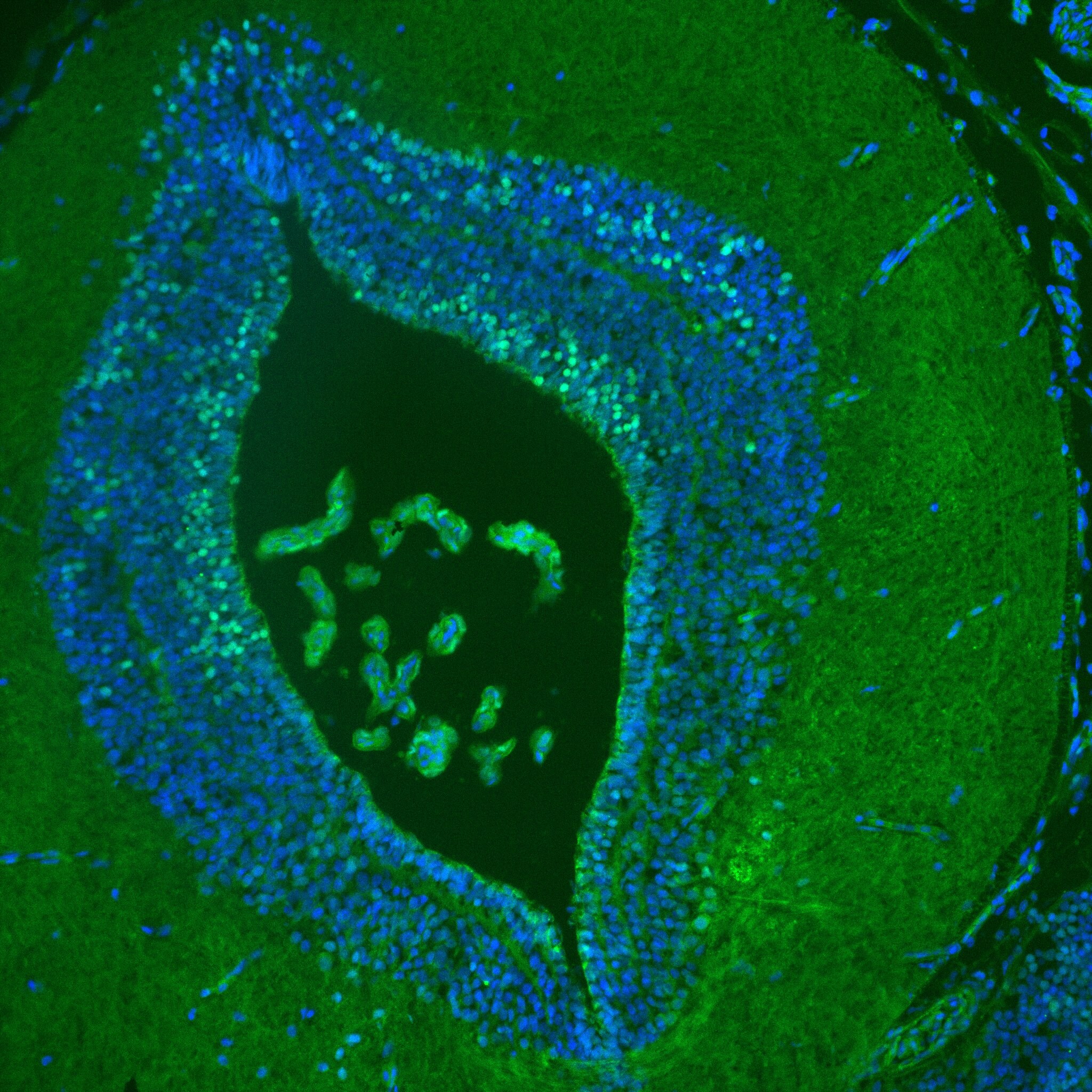 Human Otx2 Antibody AF1979
